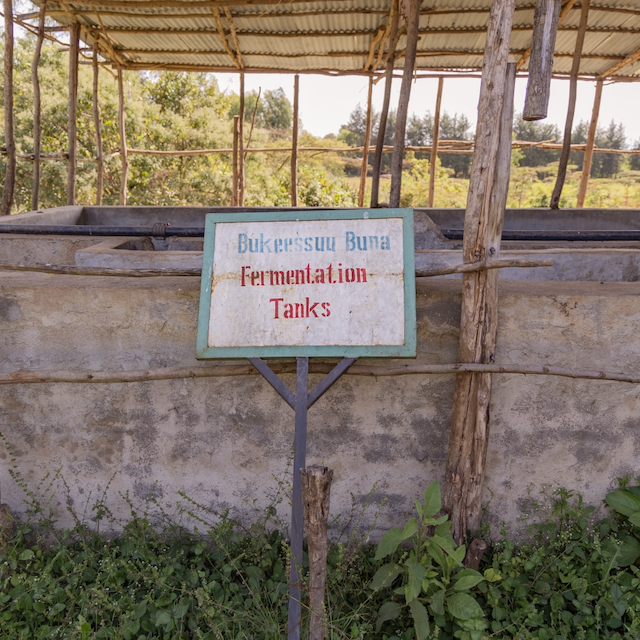 Festive Single Origin