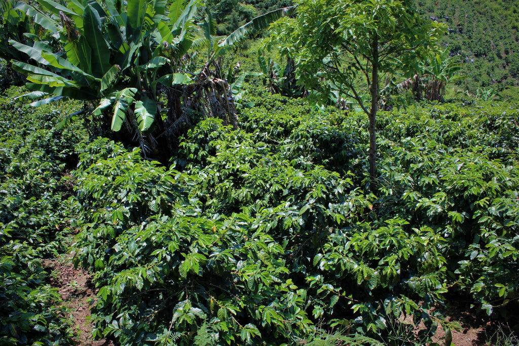 Coffee growing at La Orquidea in Santa Bárbara, Honduras