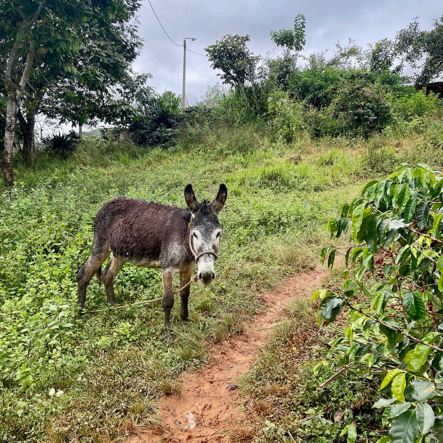 Peru: Einer Saldivar (Organic)