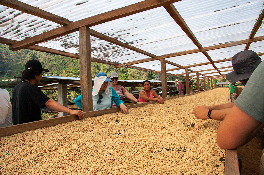 People examining green coffee on raised beds | Hasbean.co.uk