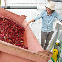 Nacho Oviedo helping unload a delivery of freshly harvested coffee cherries at the Don Joel micromill in Costa Rica.