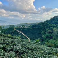 Coffee growing at Finca La Hermosa in Villa Rosario, Caranavi, Bolivia