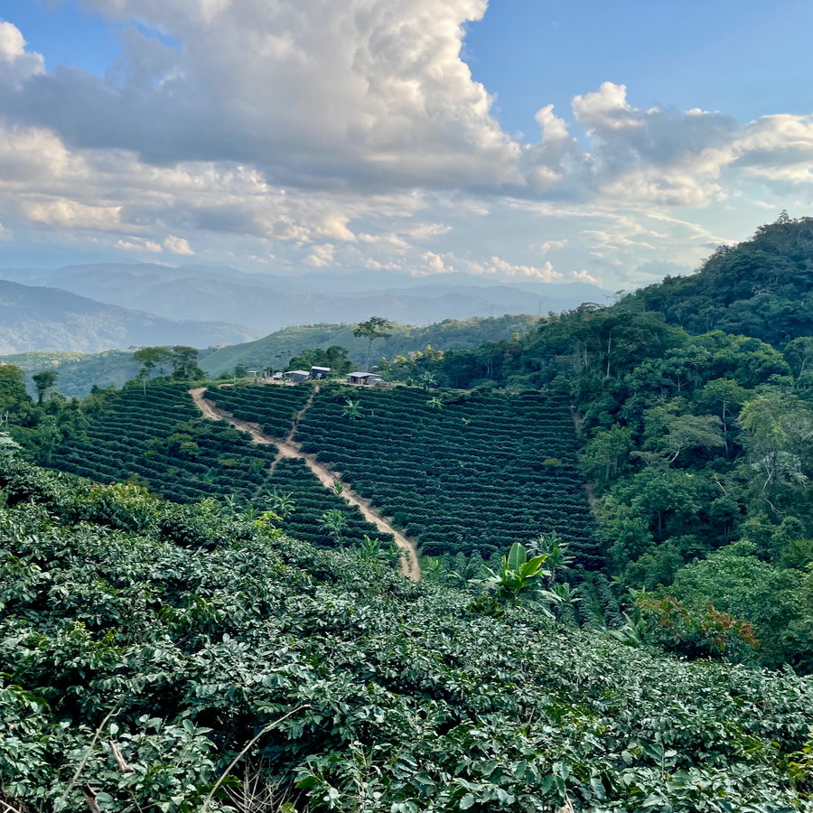 Coffee growing at Finca La Hermosa in Villa Rosario, Caranavi, Bolivia