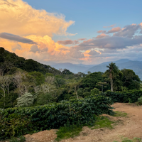 Coffee growing at Finca La Hermosa in Caranavi, Bolivia, with the sun setting in the background