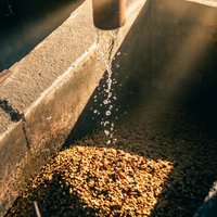 Freshly pulped coffee after being processed at Beneficio Los Ausoles in Ahuachapán, El Salvador. 