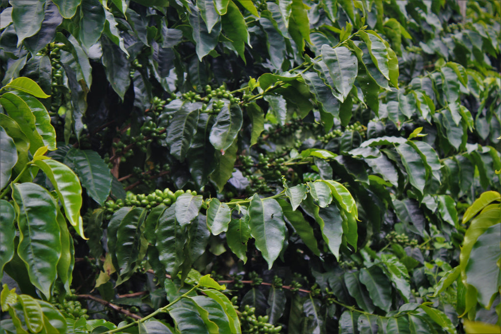 Coffee growing at La Orquidea in Santa Bárbara, Honduras