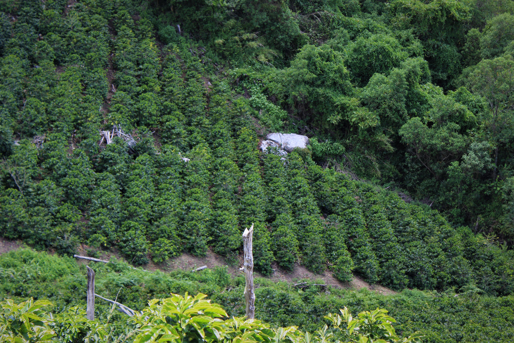 A view from up high of coffee growing at La Orquidea in Santa Bárbara, Honduras