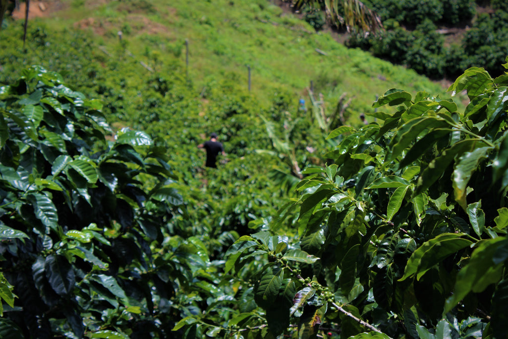 Coffee growing at La Orquidea in Santa Bárbara, Honduras