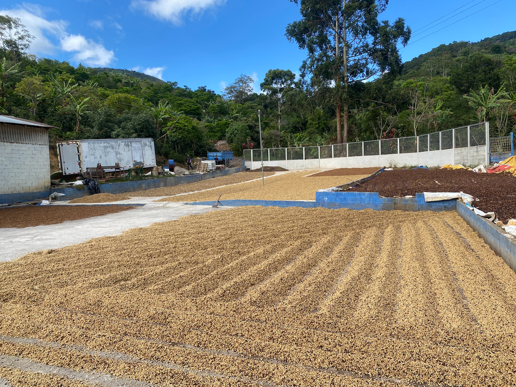 Coffee drying on concrete patios in the Costa Rican sun outside the Don Mayo micromill in Tarrazu.