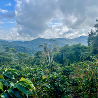 Coffee growing on Volcan del Tigre in Bolivia alongside native shade plants with a view of the surrounding mountains
