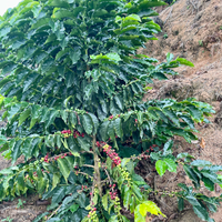 Bolivia: Victor Quiñonez