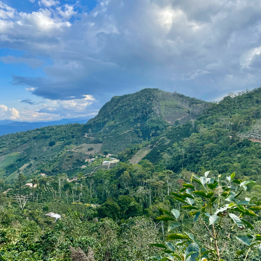 A view of coffee growing and the hills surrounding Martin Chirino's farm in the Caranavi municipality of Bolivia