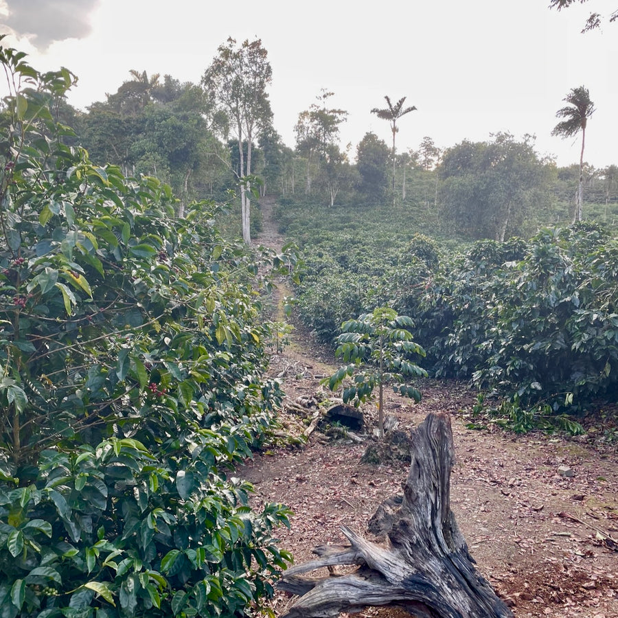 Bolivia: Don Carlos, Caturra, Mosto Washed