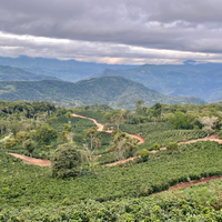 A view over Las Alasitas in Yungas, Bolivia showing coffee plants growing