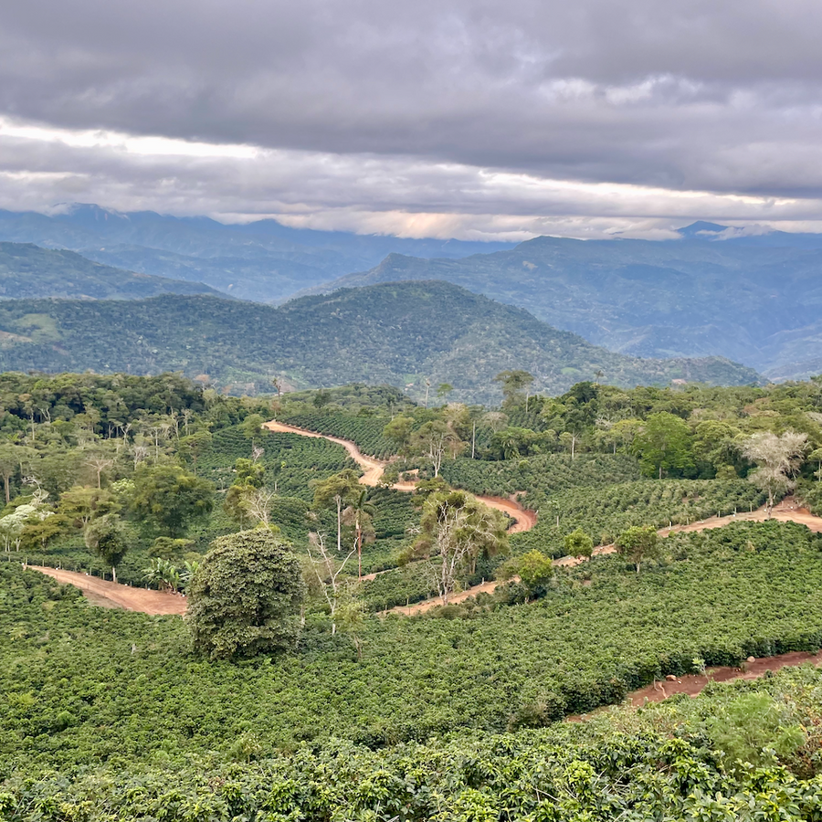 A view over Las Alasitas in Yungas, Bolivia showing coffee plants growing