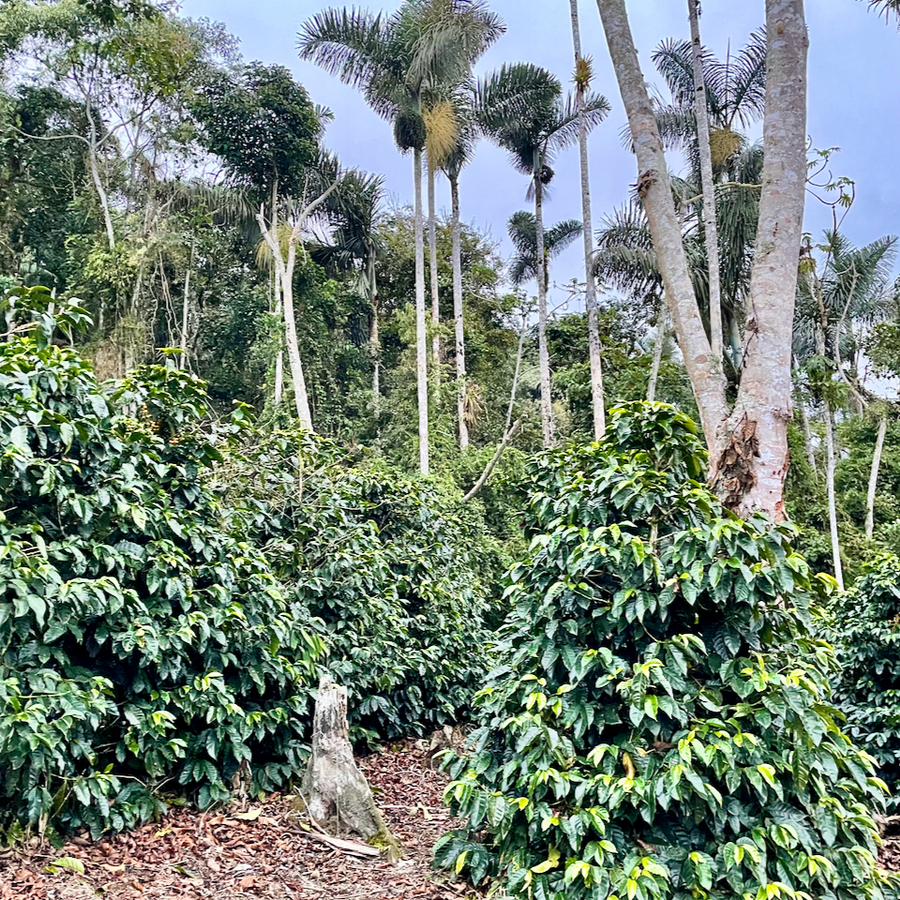 Coffee growing at Las Alasitas in Yungas, Bolivia.