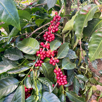 Costa Rica: Finca Licho, Villa Sarchi, Natural - Ozone Coffee Roasters