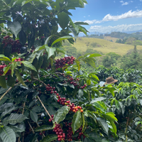 Villa Sarchi coffee growing at Finca Licho in Costa Rica.
