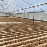 Honey processed coffee drying on concrete patios at the Aguilera Bros micromill in Costa Rica