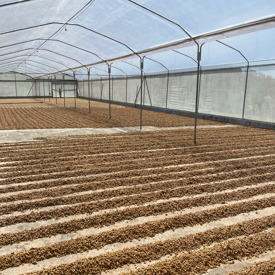 Honey processed coffee drying on concrete patios at the Aguilera Bros micromill in Costa Rica