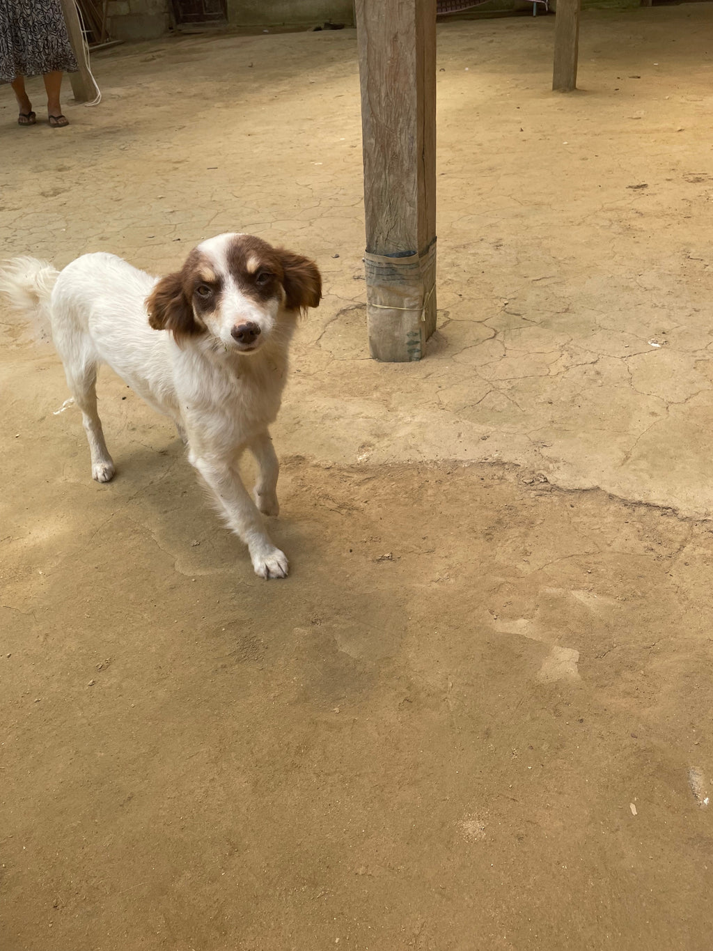 Small dog in farm | Hasbean.co.uk