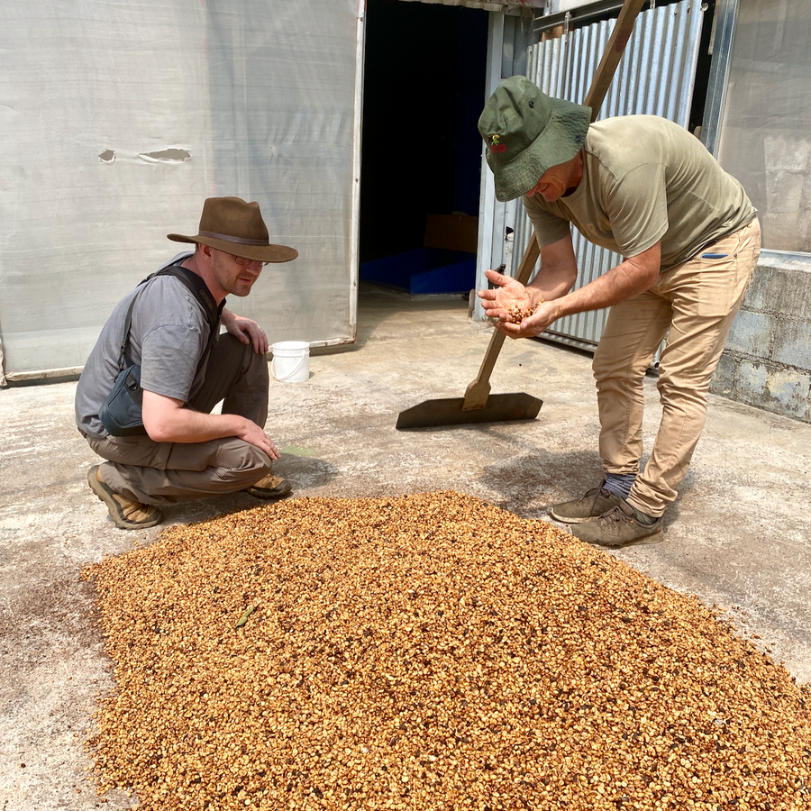 Ozone Green Buyer Roland Glew inspects honey processed coffee as it dries at the Aguilera Bros mill in Costa Rica