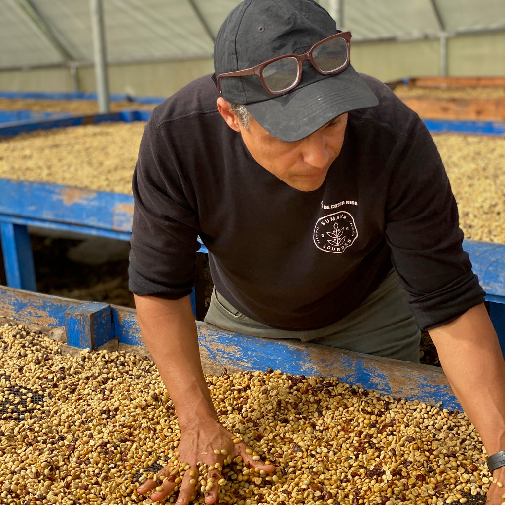 Francisco Mena turns coffee on raised African beds with his hands to check how they are drying