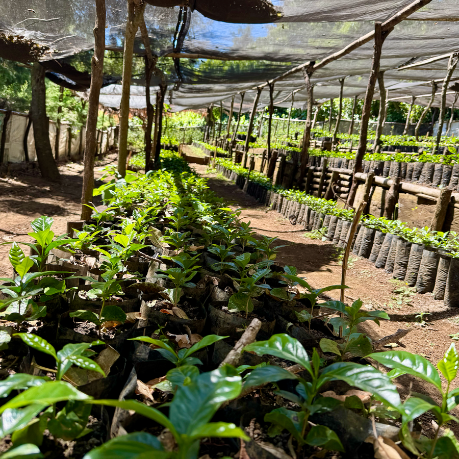 The coffee seedling nursery at Finca Nejapa in Ahuachapán, El Salvador