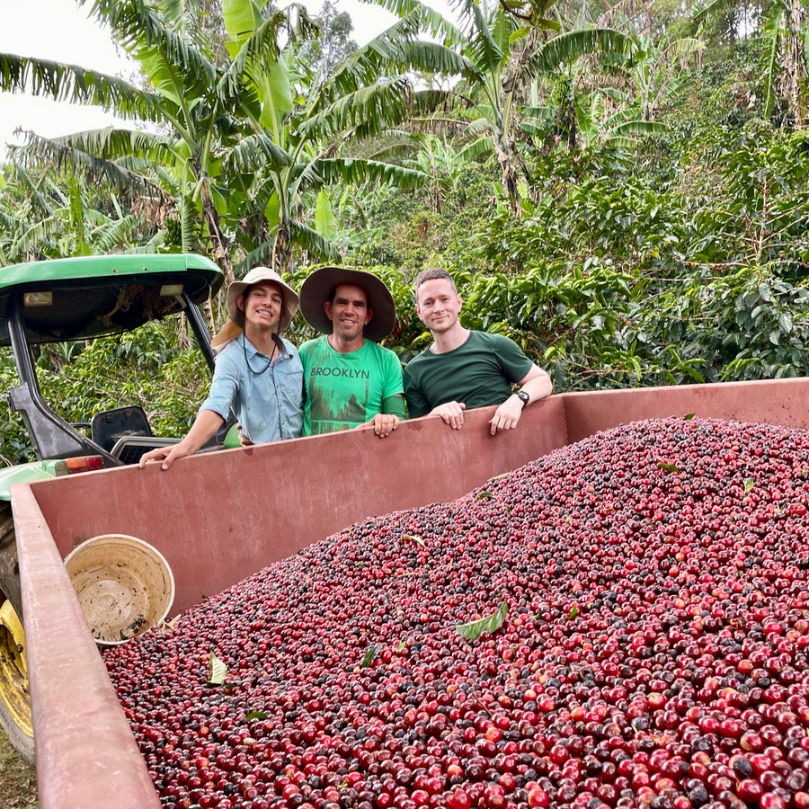 Nacho Oviedo, Allan Oviedo, and Ozone Head of eCommerce Chris Glover-Price with a truckload of freshly harvested coffee cherries from Finca Carmela in Costa Rica.