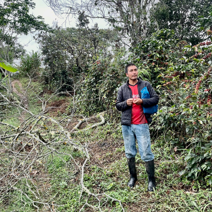 Einer Saldivar with his coffee trees at El Cedro in Jaen, Peru