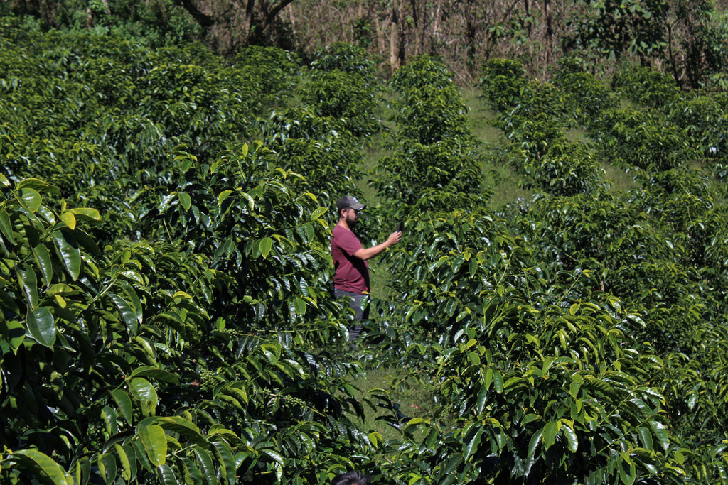 Benjamín Paz Muñoz inspects the coffee growing on his farm La Orquidea