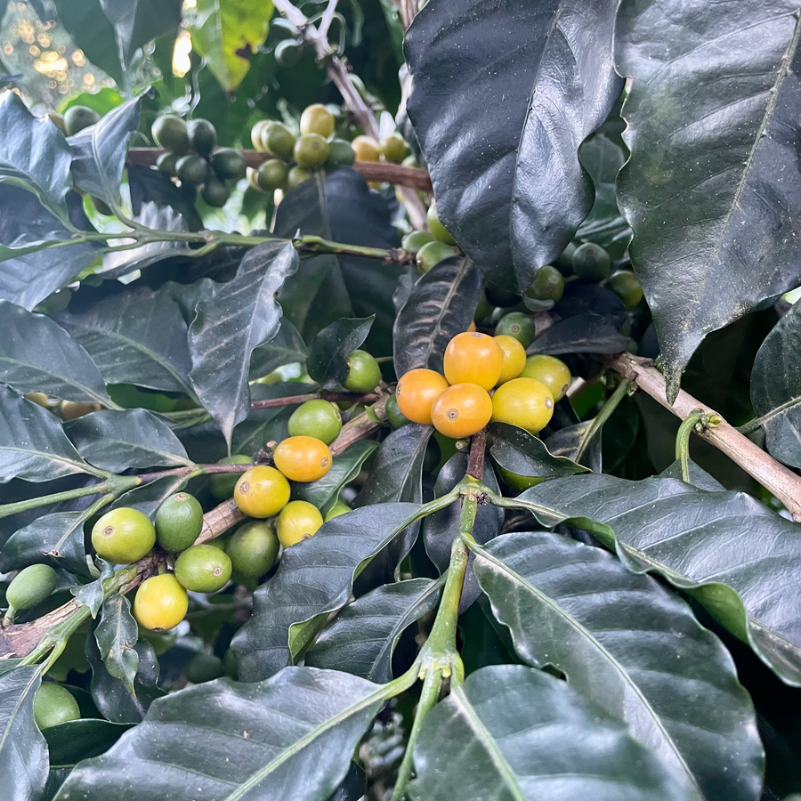 Coffee cherries ripen on a coffee tree at Martin Chirino's farm in Caranavi, Bolivia