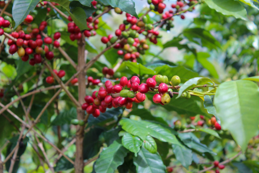 Coffee growing in Mahembe, Rwanda