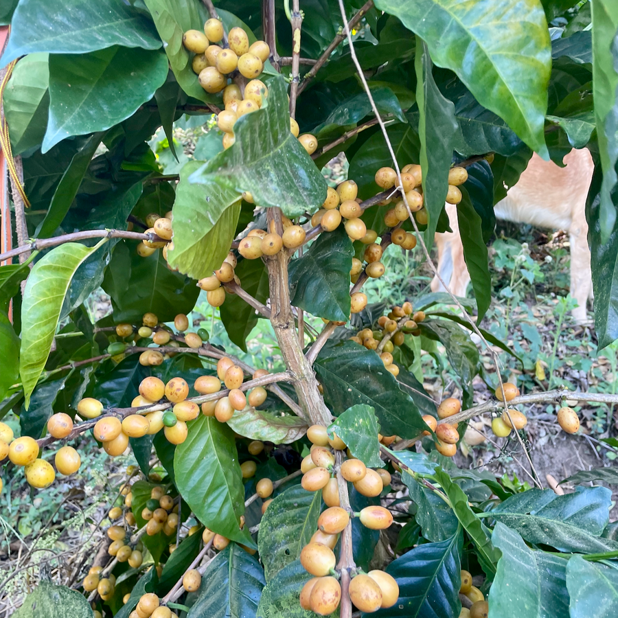 Yellow Pacamara growing at Finca Argentina in Ahuachapán, El Salvador
