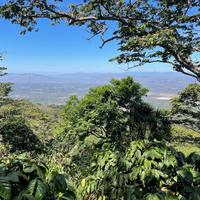 El Salvador: Finca Argentina, Bourbon, Honey - Ozone Coffee Roasters