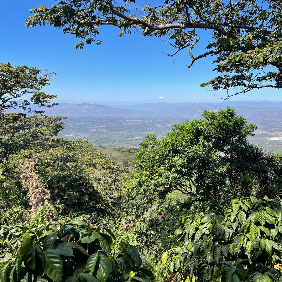 The view over the Apaneca-Ilamatepec mountain range as seen from one of the highest points on Finca Argentina in Ahuachapán, El Salvador