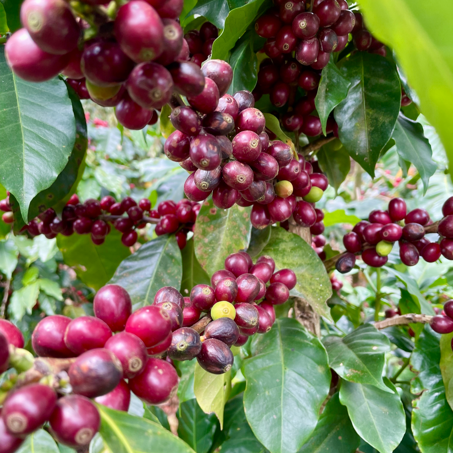 Red Bourbon varietal coffee growing at Finca Nejapa in Ahuachapán, El Salvador