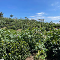 Coffee growing at La Huella in El Arenal, Matagalpa, Nicaragua