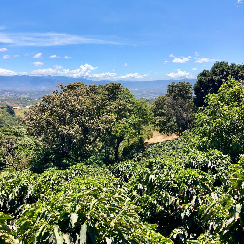 A view over Finca La Cumbre