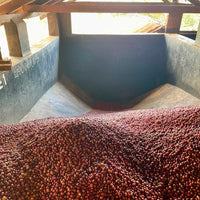 Coffee cherries being processed at the Othaya mill