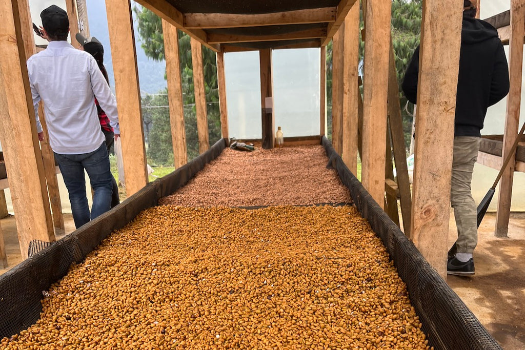 Coffee drying at the Renacer micro-washing station in La Sierra, Medellín, Colombia