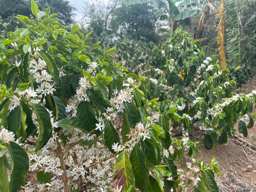 Costa Rica: ARBAR, La Isla