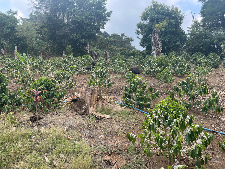 Costa Rica: ARBAR, La Isla