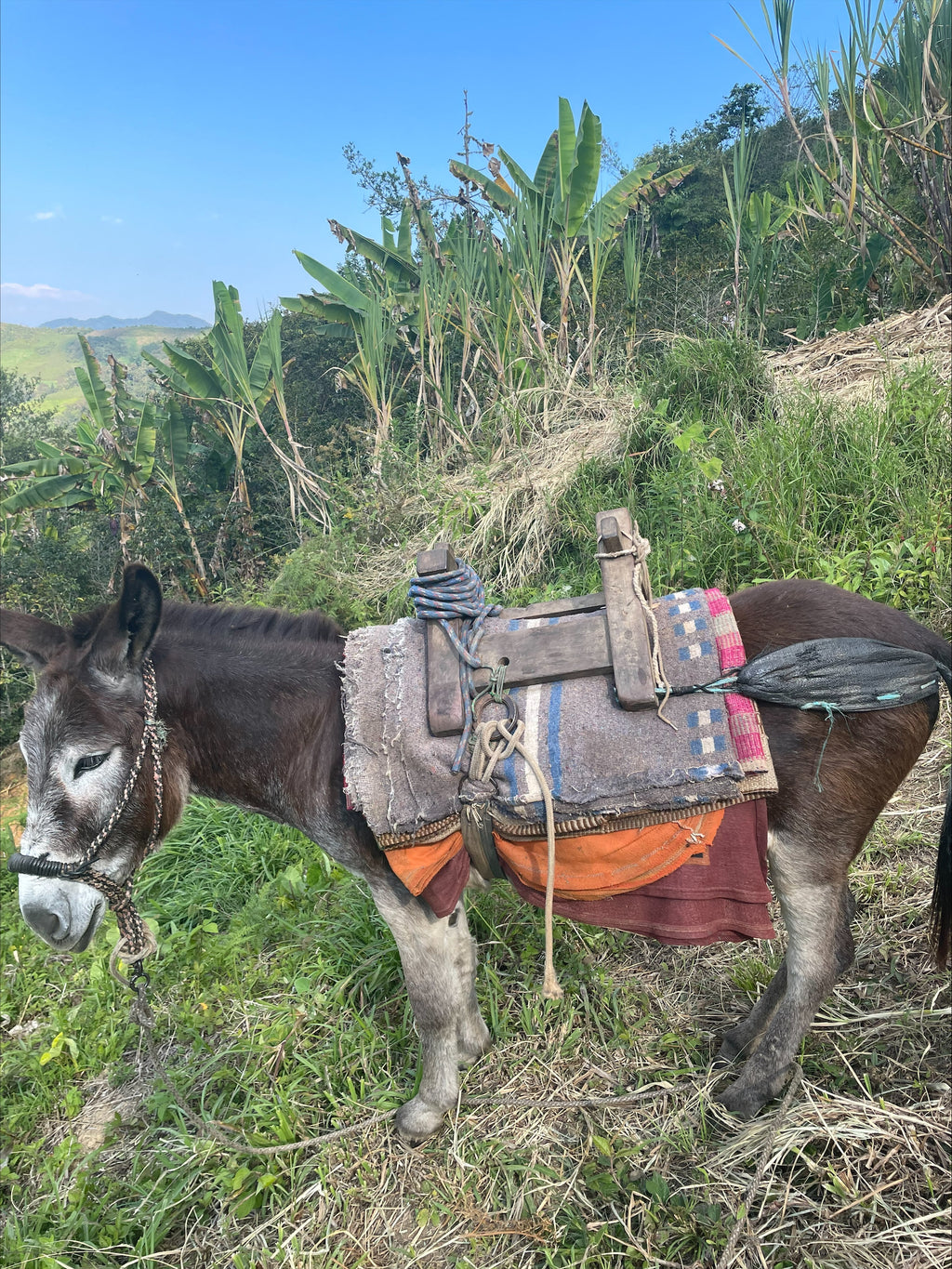 Eyner's donkey who helps transport most of the picked coffee cherries from El Cedro