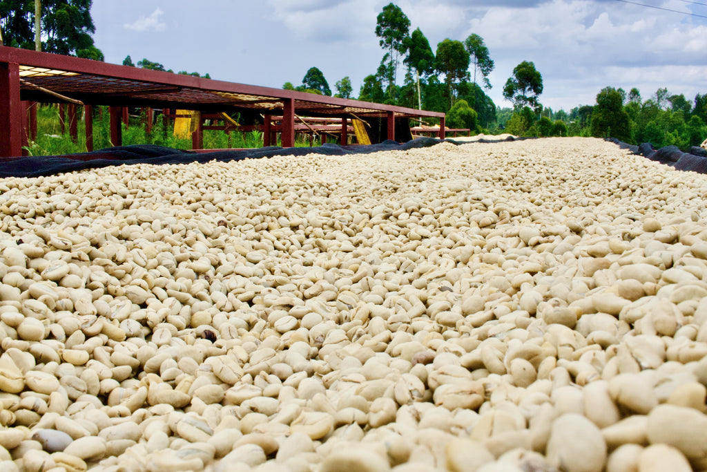 Coffee drying on raised African beds at the Karogoto mill in Nyeri, Kenya