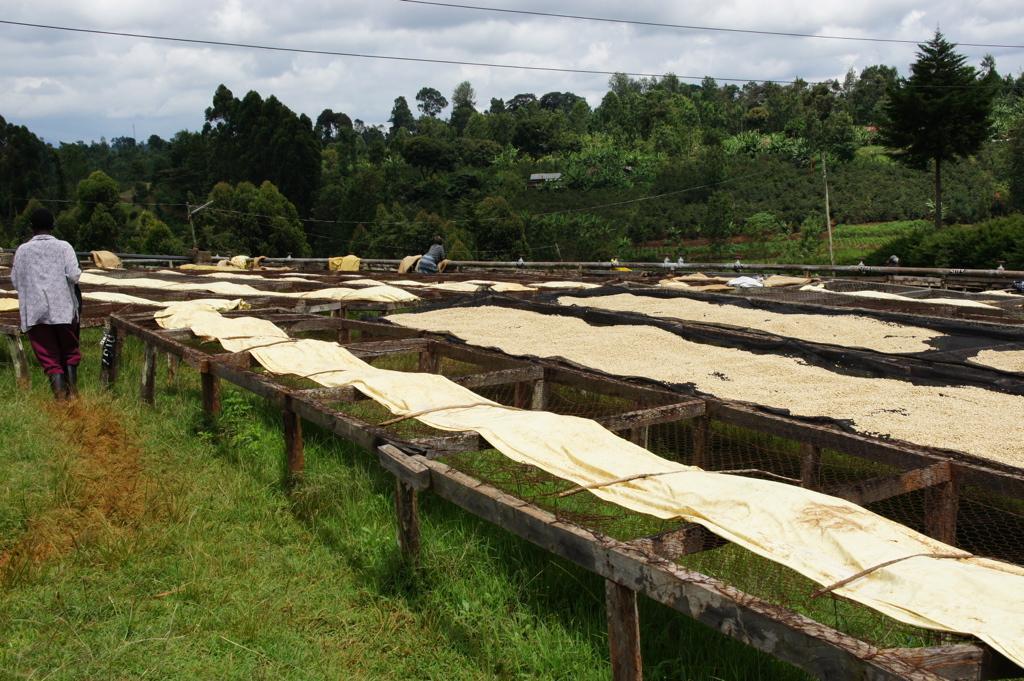 Coffee drying on raised African beds at the Karogoto mill in Nyeri, Kenya