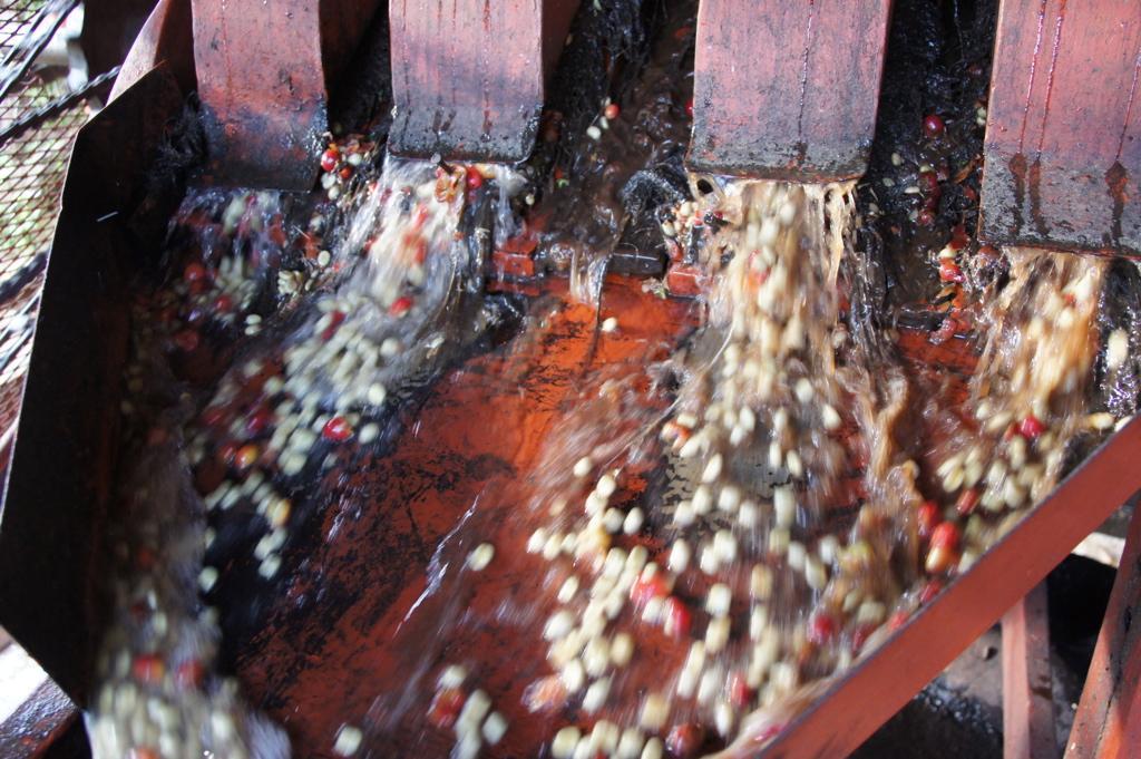 Coffee being processed at the Karogoto mill in Nyeri, Kenya