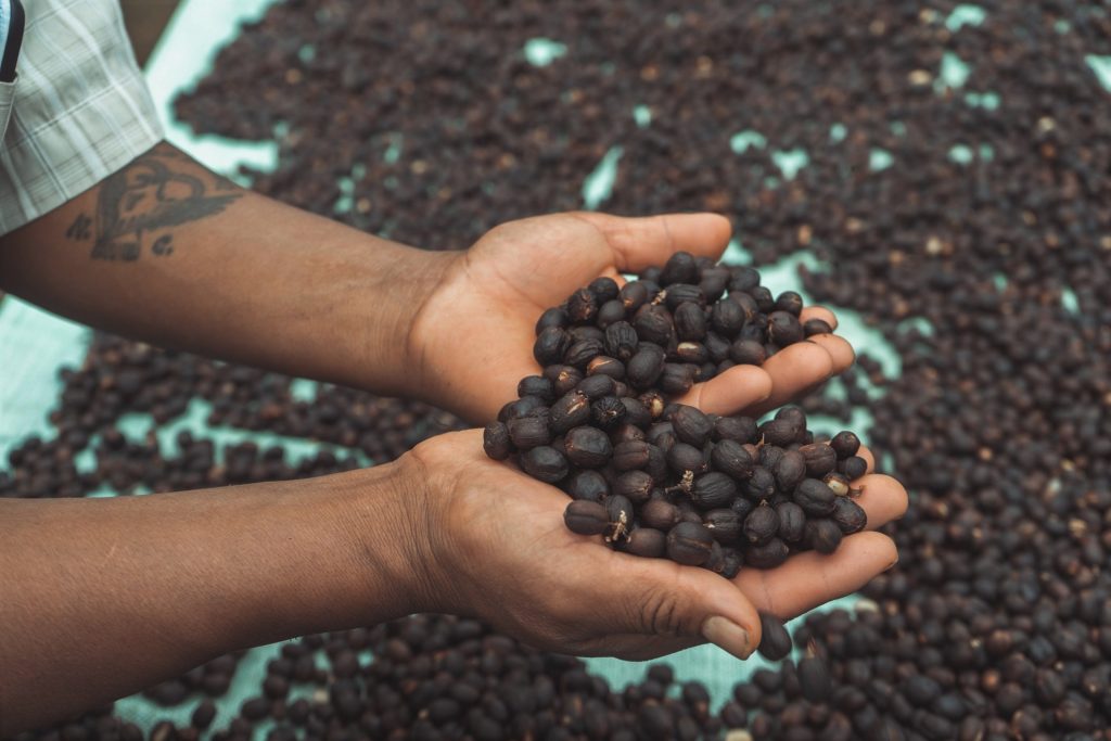 Drying coffee cherries at La Avanzada