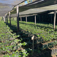 El Salvador: La Fany, Ethiopian Heirloom