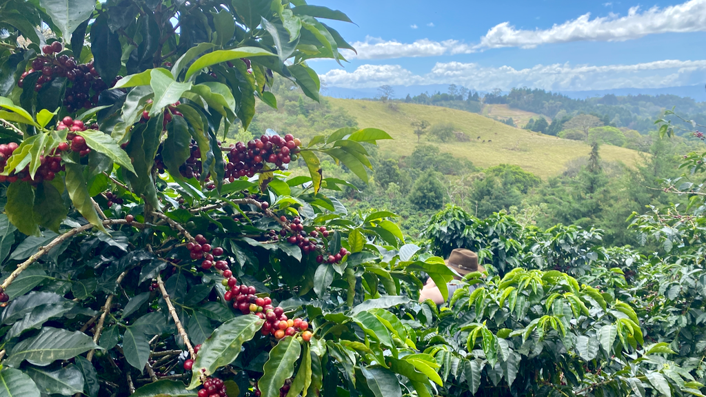 Villa Sarchi varietal coffee growing at Finca Licho in Costa Rica